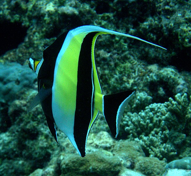 Moorish_idol_lakshadweep