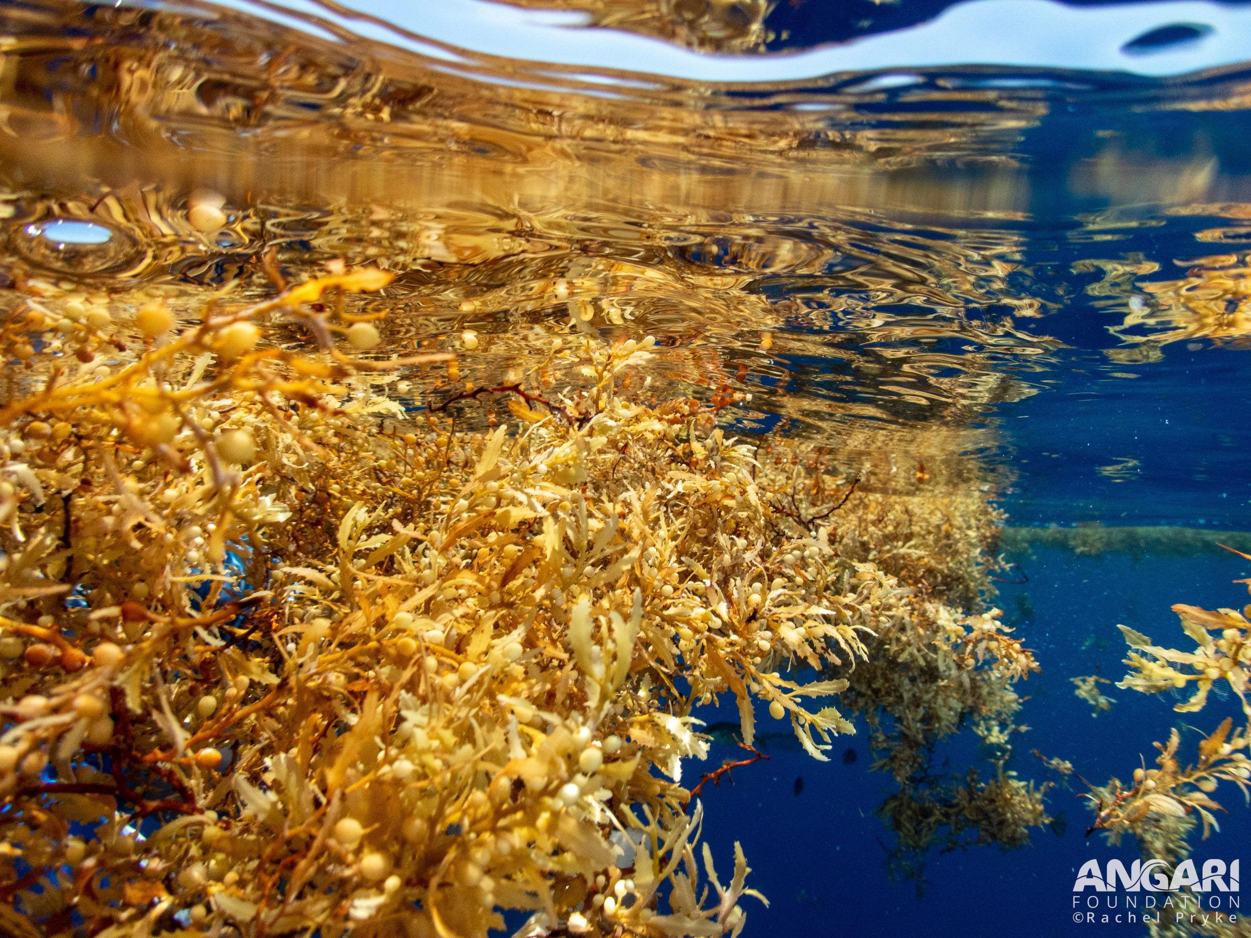 Sargassum-4-scaled