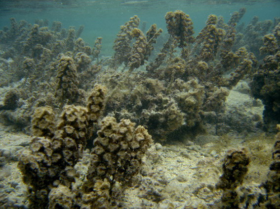 Turbinaria_ornata