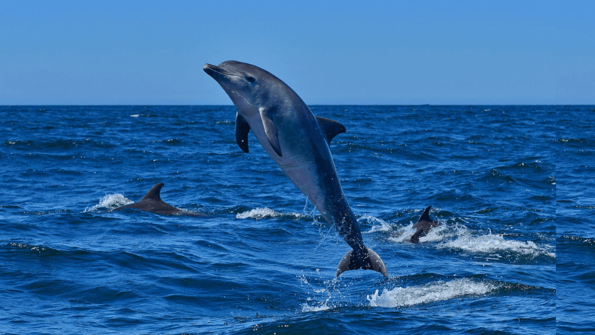 DOLPHINS
