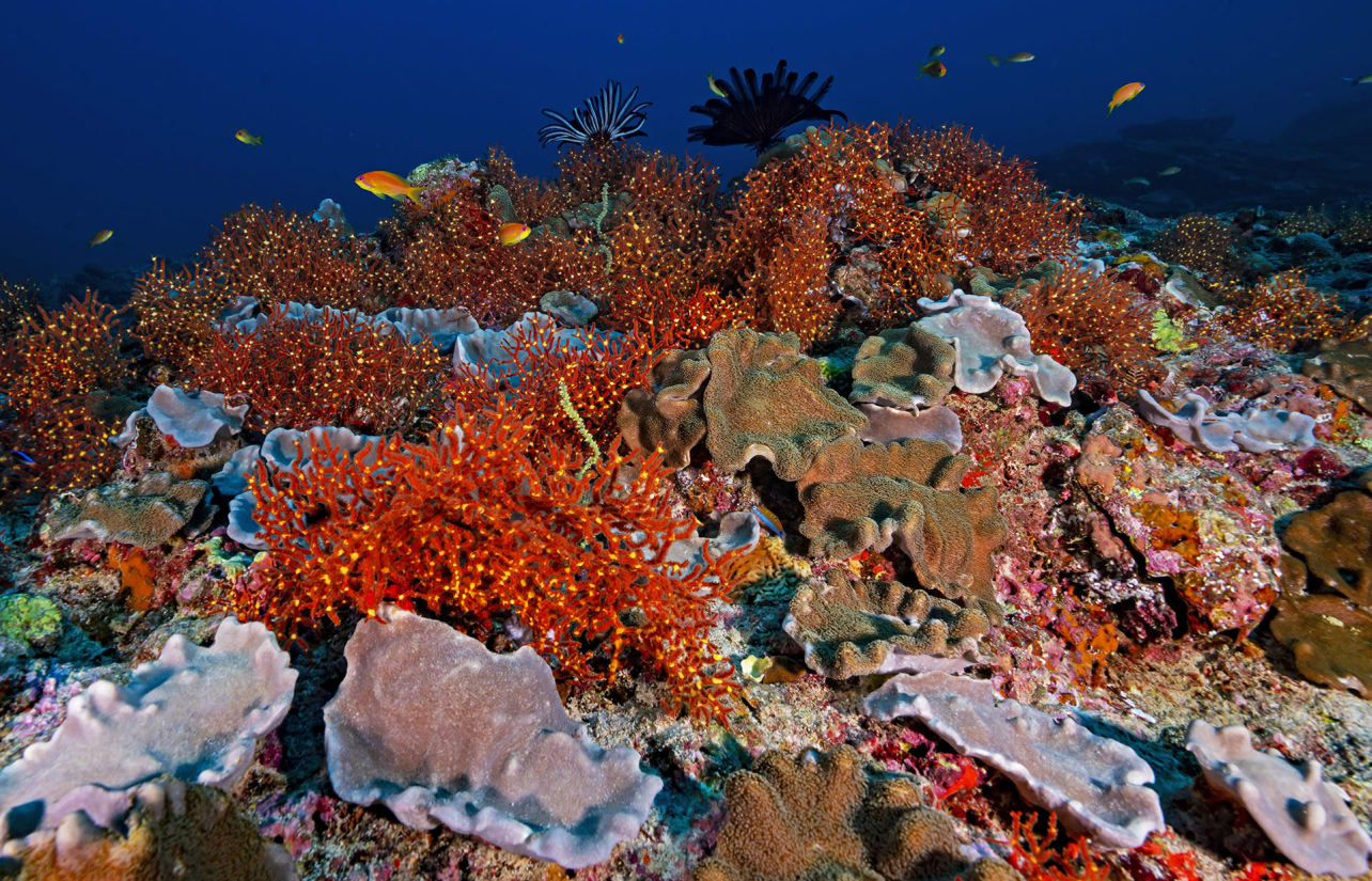 lakshadweep-colourful-coral-reefs